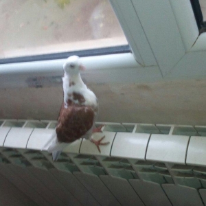 kitayski çayka tek 12-azn  paqonnu çillər  razilaşma yoluyla satilir 0