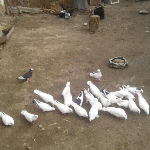 goyercinler Goranboy rayon Baxcakurd kendindedi wekilde gorduyunuz kim