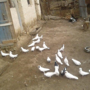 goyercinler Goranboy rayon Baxcakurd kendindedi wekilde gorduyunuz kim