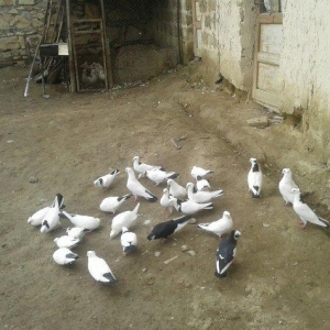 goyercinler Goranboy rayon Baxcakurd kendindedi wekilde gorduyunuz kim