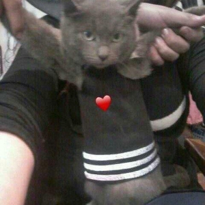 Rusakaya qalubaya paroda adlanan boz piwik satiram cox sakit ve mehrib