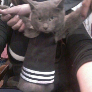 Rusakaya qalubaya paroda adlanan boz piwik satiram cox sakit ve mehrib