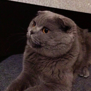 Шикарный шотландский висло