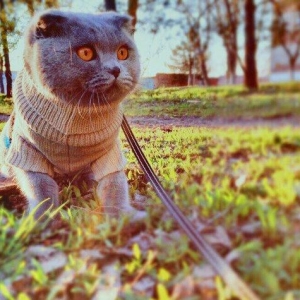 Шикарный шотландский вислоухий котик ищет хорошенькую кошечку на вязку