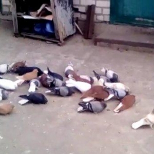 ag quyruglar var 20 dene goyler birde qaralar hamlsl bir yerde satllr