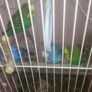 4 eded papuqay..2 fere,2 xoruz.2 si o biri cutun balalaridi.