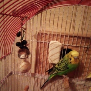 Зелёный попугай мальчик 1 г�