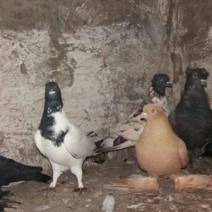 1 cut qarabas 1 cut ozbek qusu 1 cut lelekliler 3 