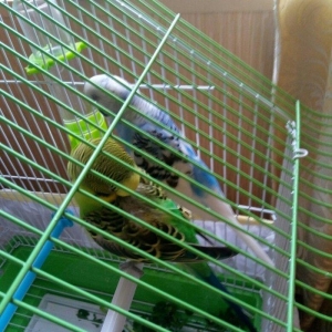 altinda dord yumurtasi var. qefesle satilir evde s