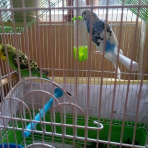 altinda dord yumurtasi var. qefesle satilir evde saxlanan quwlardi. ir