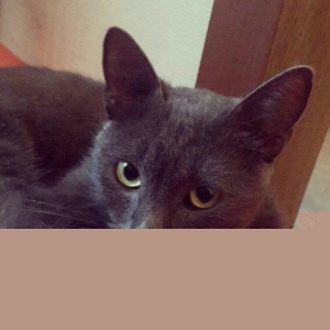 korat cinsi sotland pisiyide deyilir erkek 11 aylq