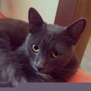 korat cinsi şotland pisiyide deyilir erkek 11 ayl