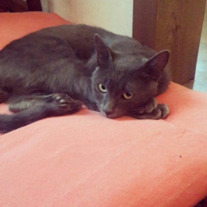 korat cinsi şotland pisiyide deyilir erkek 11 ayliq 100 azn