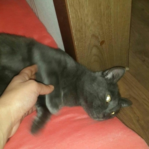 korat cinsi şotland pisiyide deyilir erkek 11 ayliq 100 azn