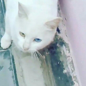 van golu pisiyi sakit pisiydir 80 Azn wp elaqe sax