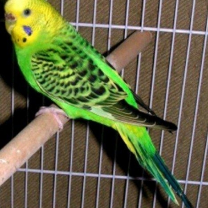 Erkek papuqay aliram. 8aydan 1ile qeder. rucnoy ol