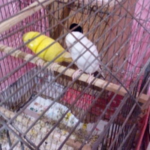 ikiside erkeydi . gorunduyu kimi biri tam sari biride tam agdi hec bir