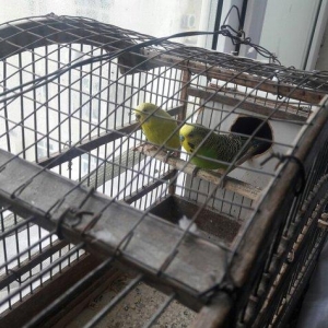 erkək və dişi məhəbbət quşları.Qəfəsləri tam yığılmadır yuvaları ilə b