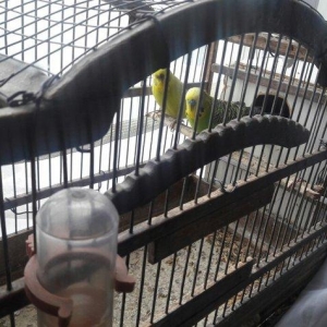 erkək və dişi məhəbbət quşları.Qəfəsləri tam yığılmadır yuvaları ilə b