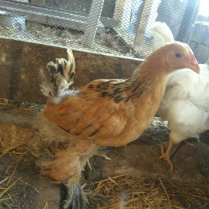 2 ayliq brama cuceleri satilir temiz qan buf brama