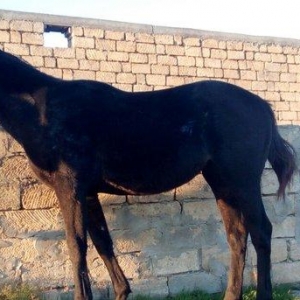 İngilis qaçış atı, ata, anasının sənədləri var, öz sənədləri