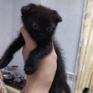 Sentyabrin 25-i dogulan 4 Shotland sallaqqulaq pishik (skotish fo