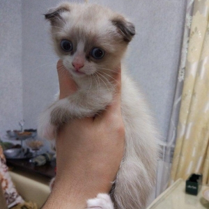 Sentyabrin 25-i dogulan 4 Shotland sallaqqulaq pishik (skotish fo