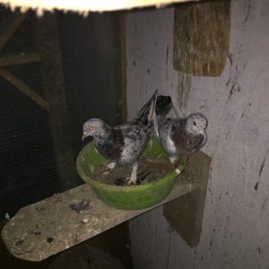 Ebreşler erkek maya xaiş olunur ciddi alıcılar narahat etsin boş bekar