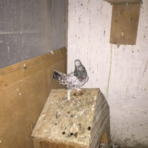 Ebreşler erkek maya xaiş olunur ciddi alıcılar narahat etsin boş bekar