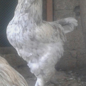 Brama xoruzu bir yası var saglamdı bütün peyv�