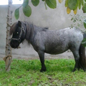 Poni Farabella at satilir dişidi bir qarın doqub mayalı heyvandı.