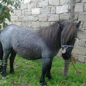 Poni Farabella at satilir dişidi bir qarın doqub mayalı heyvandı.