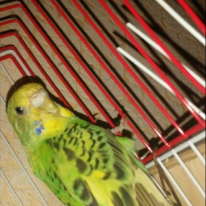 Tecili cox gozel renglere malik qizqin cutluk sati