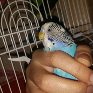 Tecilir cox gozel renglere malik hazir cut yuva ha