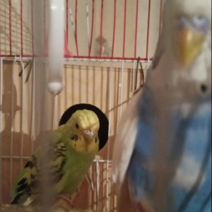 Tecili cox gozel renglere malik hazir cut satilir 