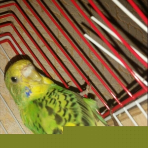 Tecili cox gozel renglere malik hazir cut satilir yuva hazirlayirlar s