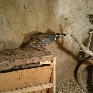 kaliforniya bildirçini xoruzdur iki eded 6aylıq sağlam quşlardı