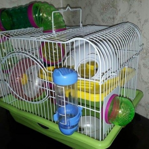 Teze iri Xamyak ve cunqArik qefesi satilir. Tam ideal qefesdir icinin