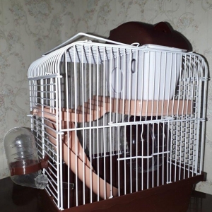 Çunqarikler ve xamyaklar ucun teze qefes icinin her bir aksesuarlari i