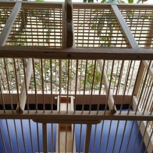 Qefes. Kanarya ucun daha uygundur (olculeri : uzunlugu-45sm, eni-25 sm