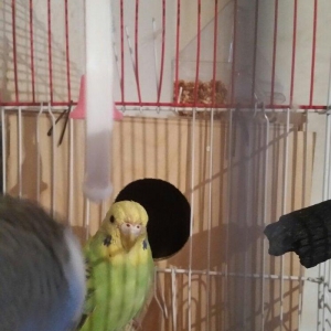 Tecili cox gozel renglere malik cut satilir yuva h