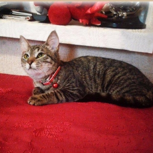 Домашняя здоровая девочка (