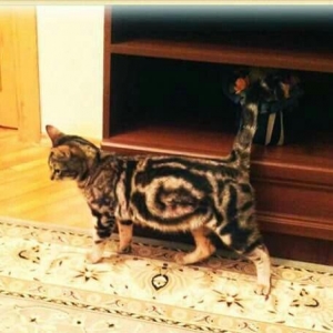 Кошка (метис американской короткошерстной с классическим мраморным таб
