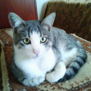 Домашн здоровый мальчик (4 м