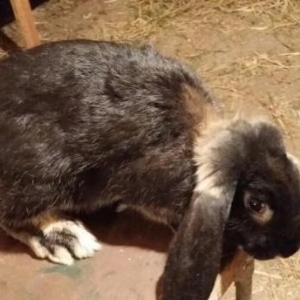 Mini ferma.. Barashek sort dovshan balasi satilir... . 40 manata  yash