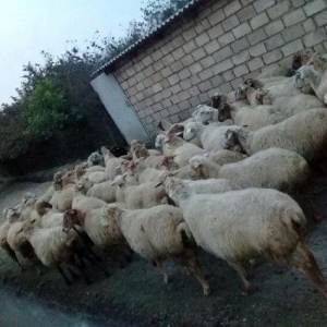 75 baw qoyun satiram, 22i balalidir. Ve qalan heyvan hamsi bogazdir. V