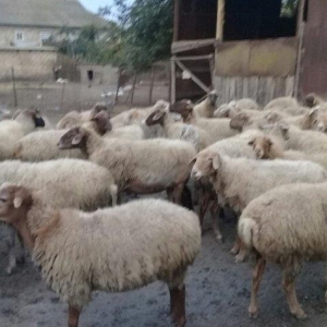 75 baw qoyun satiram, 22i balalidir. Ve qalan heyvan hamsi bogazdir. V