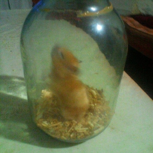 salam dağ siçanı satıram böyük şəkildə ki