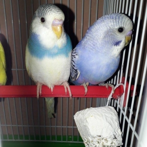 Saglam erkek ve disi 3 ayliq papuqaylar satilir cu