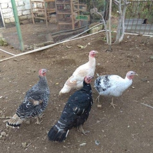 hinduşka 4-dene dişilər ,bir il altı aylıq. birəzdən yumurtalaycaq.  b